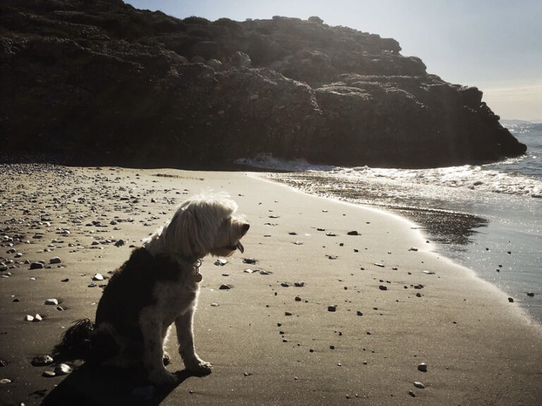 Jampa the Tibetan Terrier on a beach